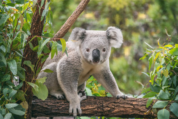 RT Chicago to Brisbane Australia $698 Airfares on American Airlines Main Cabin Regular Economy with 1 Free Checked Bag & Free Change (Travel  March 2025))