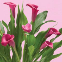 ProPlants