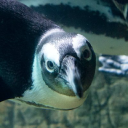 New York Aquarium – Cashback, Rebates & Rewards