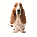  Hush Puppies – Coupons, Promo Codes & Special Offers (3)