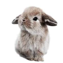 All Things Bunnies – Cashback, Rebates & Rewards