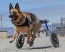  HandicappedPets.com – Coupons, Promo Codes & Special Offers (0)