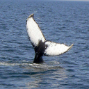 Hyannis Whale Watcher Cruises – Cashback, Rebates & Rewards