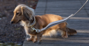  Nina Woof – Coupons, Promo Codes & Special Offers (11)