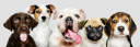 Dog Chews Store – Cashback, Rebates & Rewards