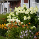 Great Garden Plants – Cashback, Rebates & Rewards