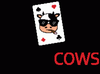 Poker Cows