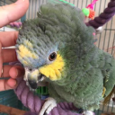 My Bird Store