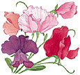 Renee's Garden