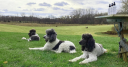 GreenDog Botanics – Cashback, Rebates & Rewards