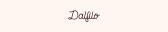 DALFILO DE/AT – Cashback, Rebates & Rewards