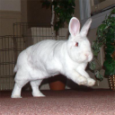 binkybunny.com – Cashback, Rebates & Rewards